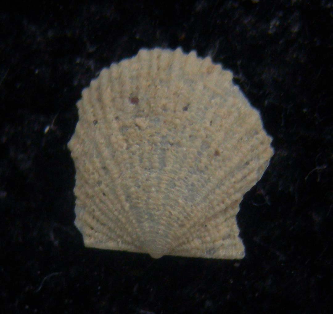 cyclopecten brundisensis